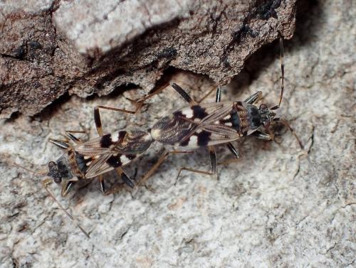 Beosus maritimus